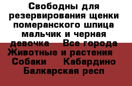 Свободны для резервирования щенки померанского шпица мальчик и черная девочка  - Все города Животные и растения » Собаки   . Кабардино-Балкарская респ.